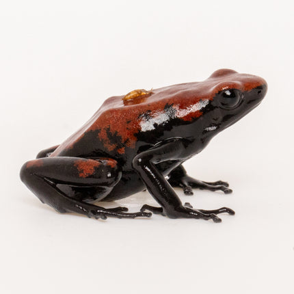 Adelphobates 'Galactonotus Red'