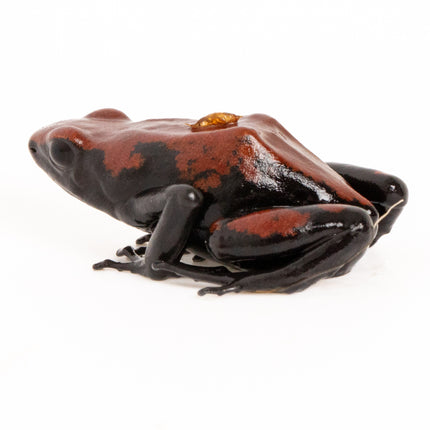 Adelphobates 'Galactonotus Red'
