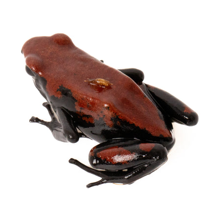 Adelphobates 'Galactonotus Red'