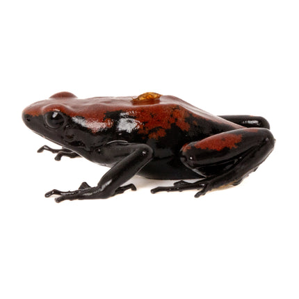 Adelphobates 'Galactonotus Red'