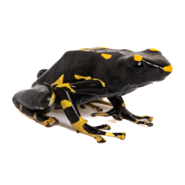 Dendrobates tinctorius 'Alanis'