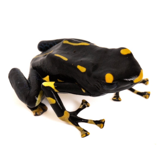 Dendrobates tinctorius 'Alanis'