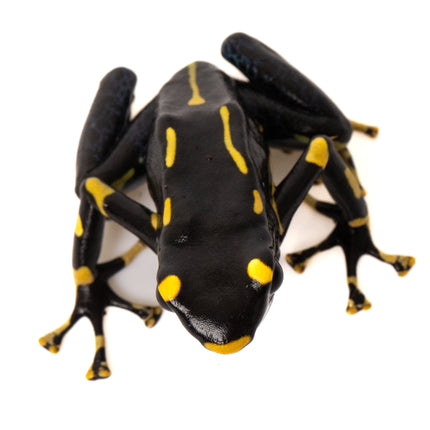 Dendrobates tinctorius 'Alanis'