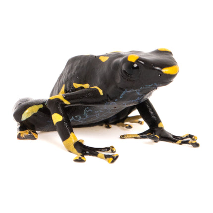 Dendrobates tinctorius 'Alanis'