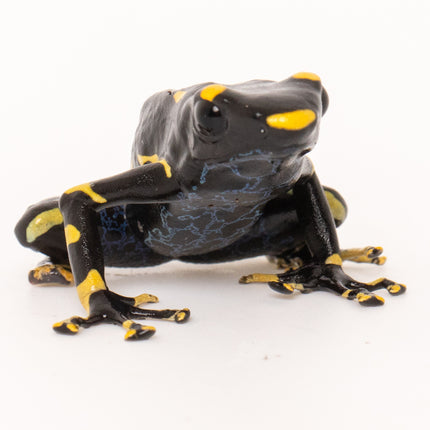 Dendrobates tinctorius 'Alanis'