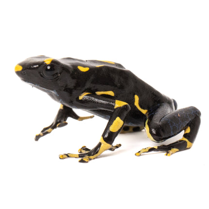 Dendrobates tinctorius 'Alanis'