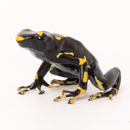 Dendrobates tinctorius 'Alanis'