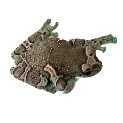 Amazon Milk Frogs