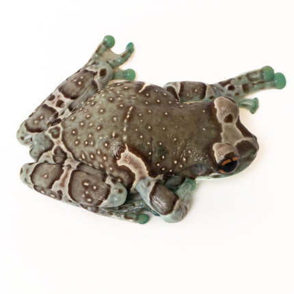 Amazon Milk Frogs