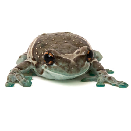 Amazon Milk Frogs