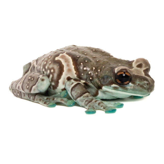 Amazon Milk Frogs