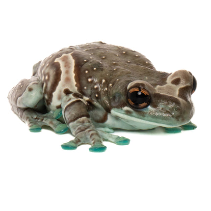 Amazon Milk Frogs