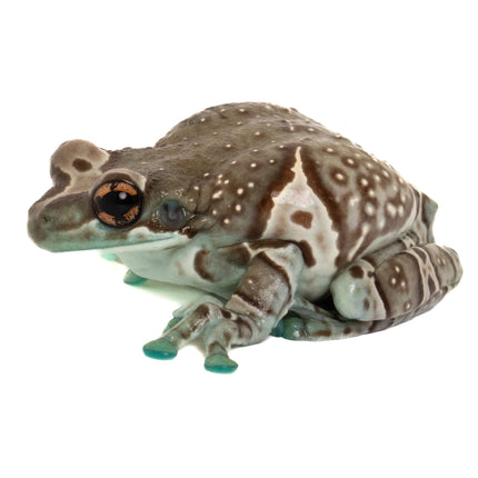 Amazon Milk Frogs