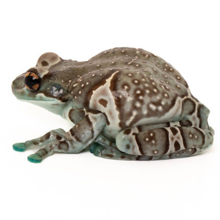 Amazon Milk Frogs