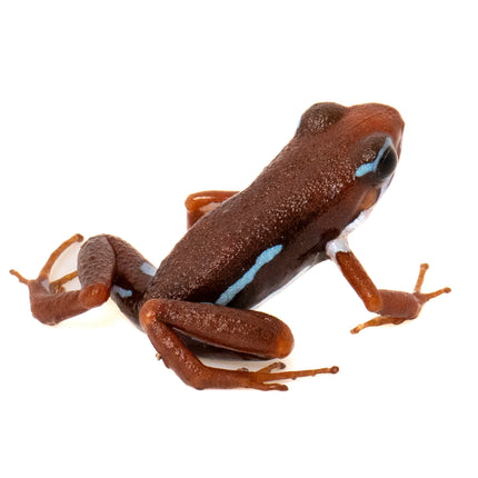 Epipedobates Anthonyi Ankas