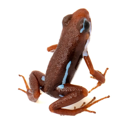 Epipedobates Anthonyi Ankas