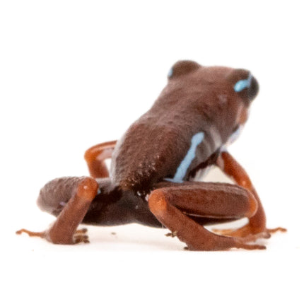 Epipedobates Anthonyi Ankas