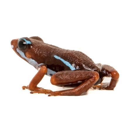 Epipedobates Anthonyi Ankas