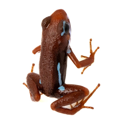 Epipedobates Anthonyi Ankas