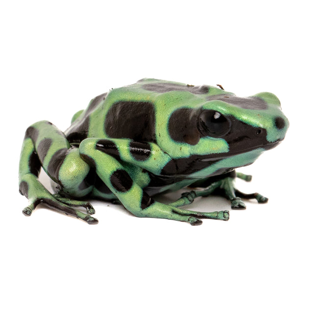 Dendrobates Auratus 'Costa Rican Green & Black' Frog