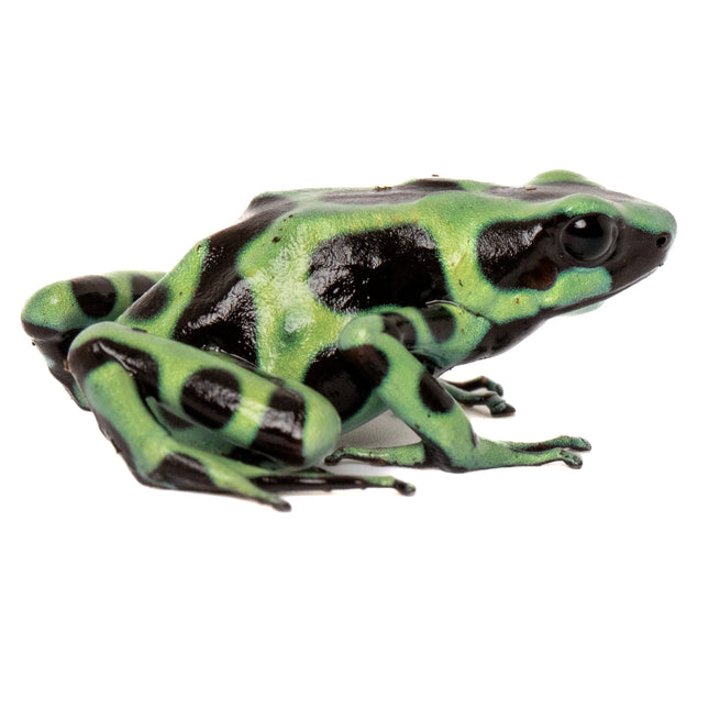Dendrobates Auratus 'Costa Rican Green & Black' Frog