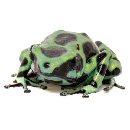 Dendrobates Auratus 'Costa Rican Green & Black' Frog