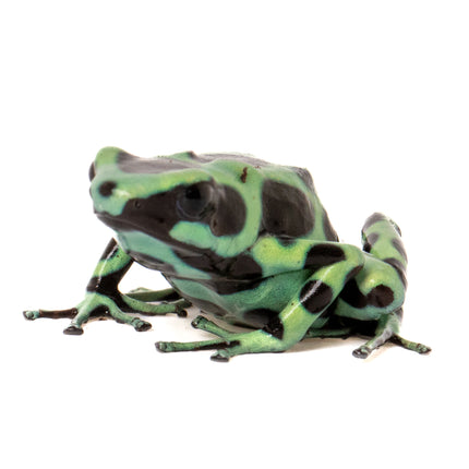 Dendrobates Auratus 'Costa Rican Green & Black' Frog