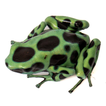 Dendrobates Auratus 'Costa Rican Green & Black' Frog