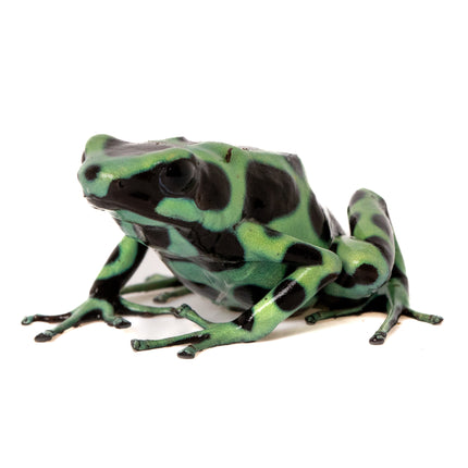 Dendrobates Auratus 'Costa Rican Green & Black' Frog