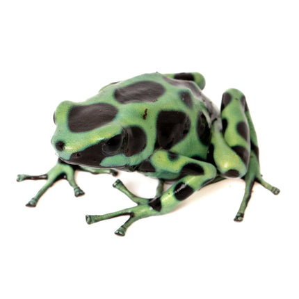 Dendrobates Auratus 'Costa Rican Green & Black' Frog