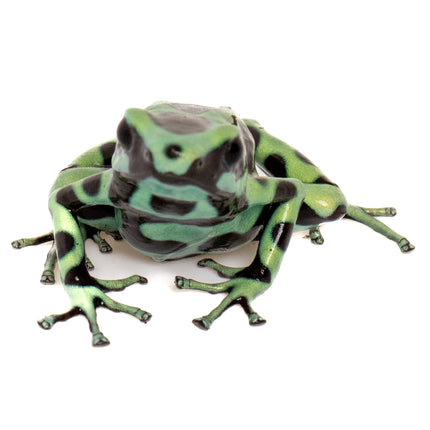 Dendrobates Auratus 'Costa Rican Green & Black' Frog