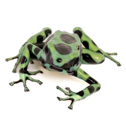 Dendrobates Auratus 'Costa Rican Green & Black' Frog