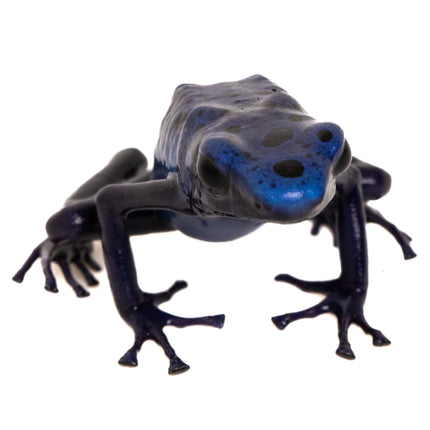 Dendrobates Tinctorius 'Azureus'