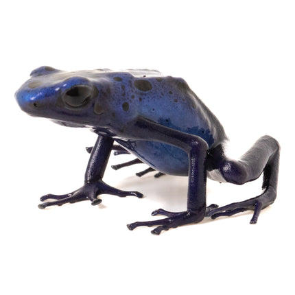Dendrobates Tinctorius 'Azureus'