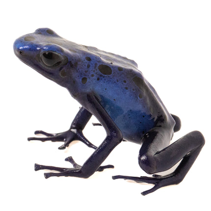 Dendrobates Tinctorius 'Azureus'