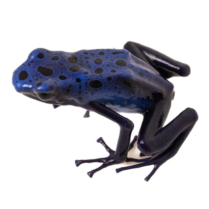 Dendrobates Tinctorius 'Azureus'
