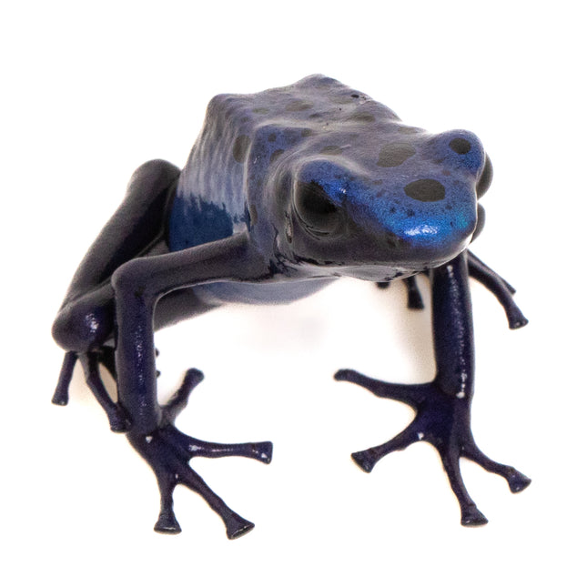 Dendrobates Tinctorius 'Azureus'
