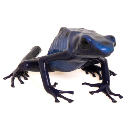 Dendrobates Tinctorius 'Azureus'