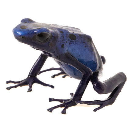 Dendrobates Tinctorius 'Azureus'