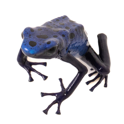 Dendrobates Tinctorius 'Azureus'