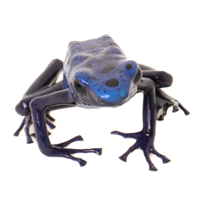 Dendrobates Tinctorius 'Azureus'
