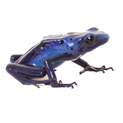 Dendrobates Tinctorius 'Azureus'