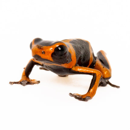 Ranitomeya Imitator 'Banded'
