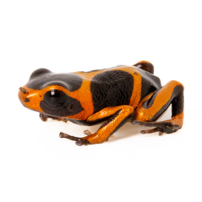 Ranitomeya Imitator 'Banded'