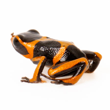 Ranitomeya Imitator 'Banded'