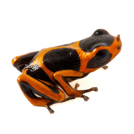 Ranitomeya Imitator 'Banded'