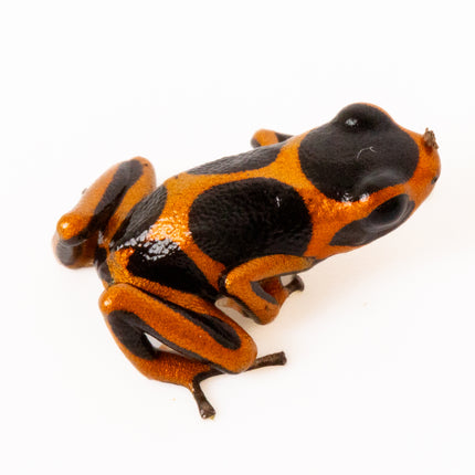 Ranitomeya Imitator 'Banded'