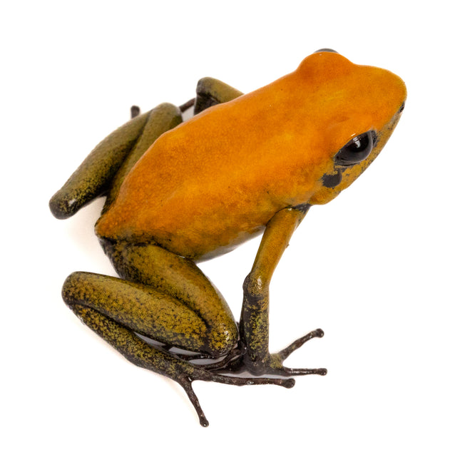 Phyllobates 'Bicolor'