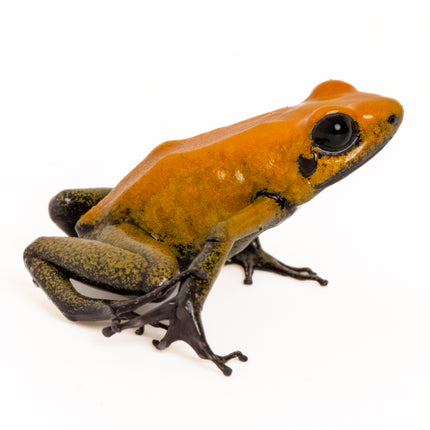Phyllobates 'Bicolor'
