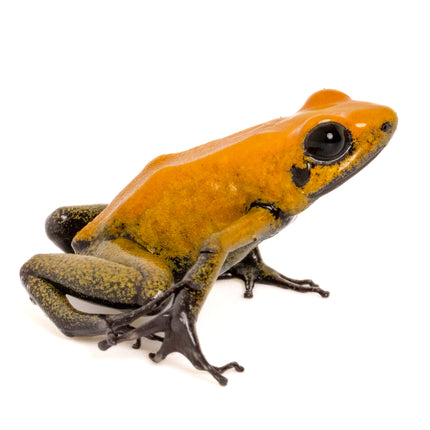 Phyllobates 'Bicolor'